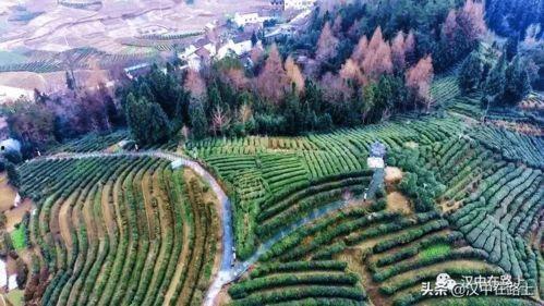 汉中头条茶园风光,绿意盎然，茶香四溢的生态画卷