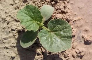 新疆火焰蜜瓜怎么吃,甜蜜多汁，美味吃法大揭秘