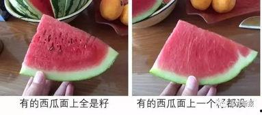 吃瓜吃不吃籽,品味生活真滋味