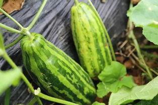 内涵吃瓜的小品,内涵吃瓜小品的幽默魅力