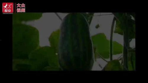 吃瓜群众金蝉视频,揭秘娱乐圈幕后故事，吃瓜群众带你一探究竟