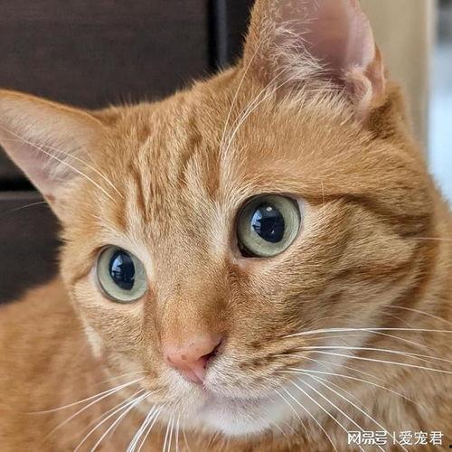 小猫吃瓜的头像